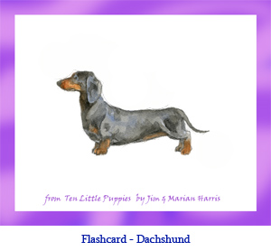 Dachshund Dog Flashcard – no breed name